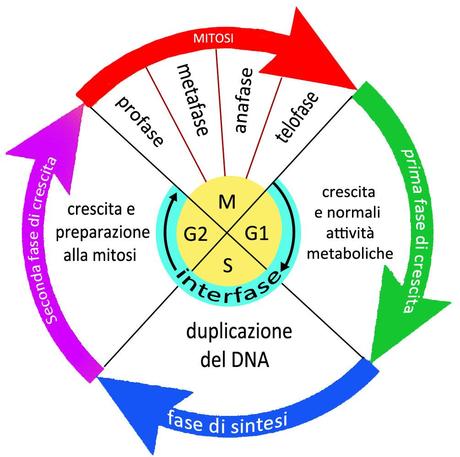 ciclo cellulare